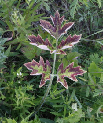 Discoloured leaf of Angelica