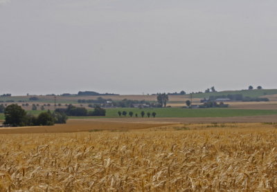 Ripen Barley  II