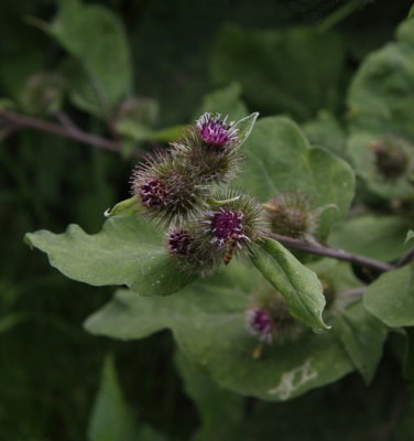 Arctium tomentosum, Ullkardborre I