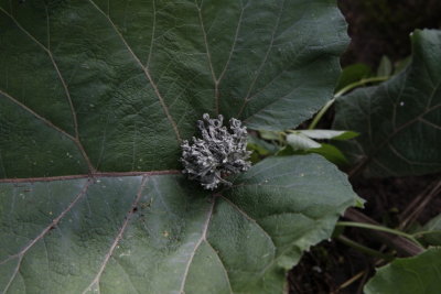 Lichen on leaf