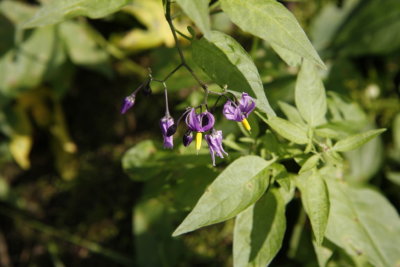 Bittersweet; Besks�ta, Solanum dulcamara