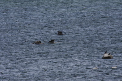 Grey seal, Grsl, Halichoerus grypus