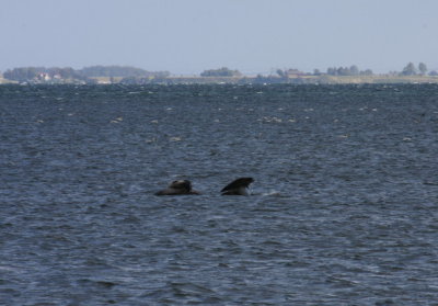 Grey seal, Grsl, Halichoerus grypus