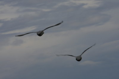 g1/00/739000/3/116908714.JxM3QkLb.jpg