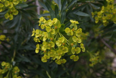 Botanical garden