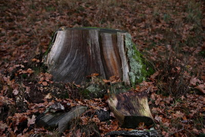 Stump of oak