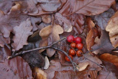 Berries of Swedish white beam; Oxel; Sorbus intermedia