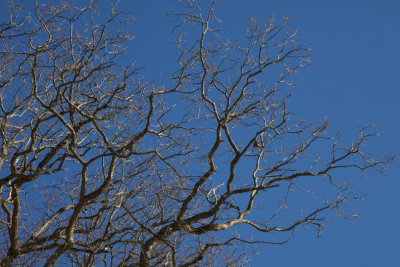 Oak against blue sky