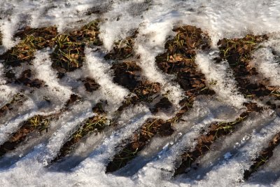 Track in the snow