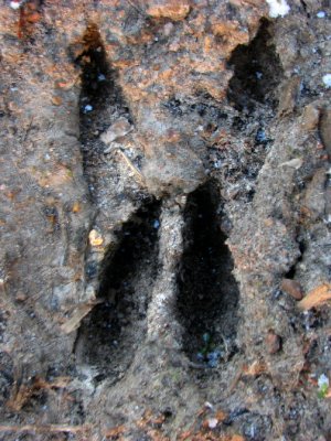 Footprint of running Roe deer
