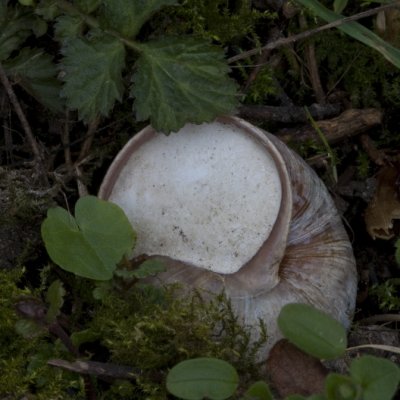 Burgundy snail, Vinbergssncka, Helix pomatia Winter protected