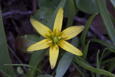 Yellow Star-of-Bethlehem; Vrlk; Gagea lutea