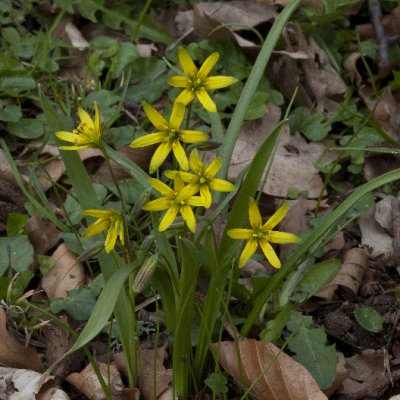 Yellow Star-of-Bethlehem; Vrlk; Gagea lutea