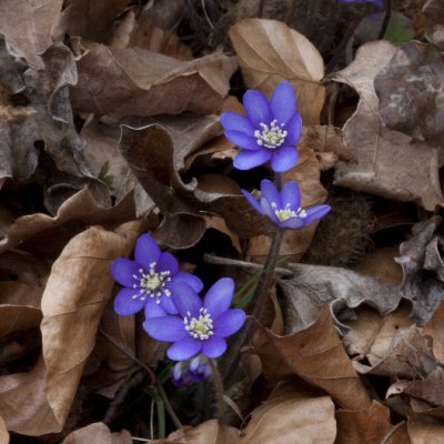 Liverleaf, Blåsippa, Hepatica nobilis, syn Anemone Hepatica