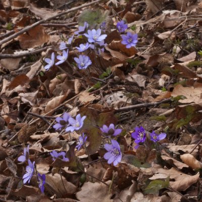 Liverleaf, Blåsippa, Hepatica nobilis, syn Anemone Hepatica