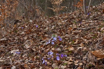 Liverleaf, Blåsippa, Hepatica nobilis, syn Anemone Hepatica