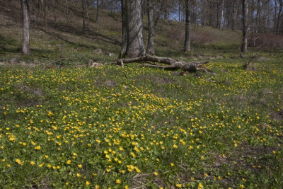 Lesser Celandine, Svalrt,  Ranunculus ficaria