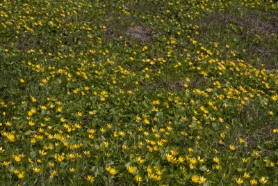 Lesser Celandine, Svalrt,  Ranunculus ficaria