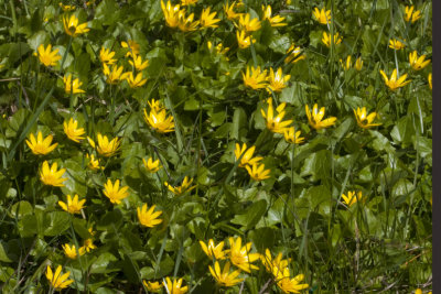 Lesser Celandine, Svalrt,  Ranunculus ficaria