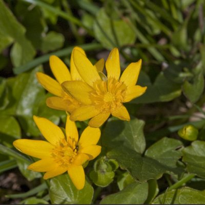 Lesser Celandine, Svalrt,  Ranunculus ficaria
