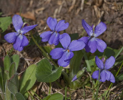 Heath Dog-Violet, Ängsviol, Viola canina