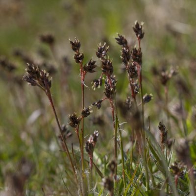 Heath Wood-rush, ngsfryle, Luzula multiflora