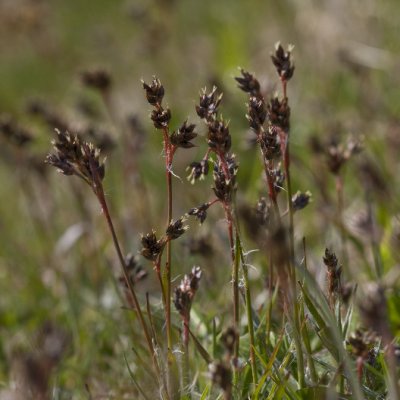 Heath Wood-rush, Ängsfryle, Luzula multiflora