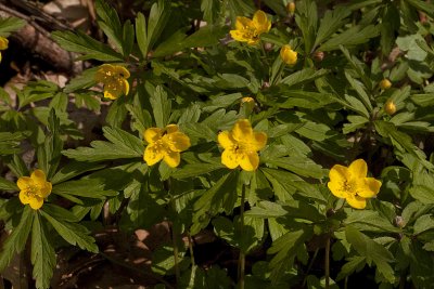 Yellow Anemone, Gulsippa, Anemone ranunculoides