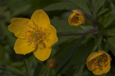 Yellow Anemone, Gulsippa, Anemone ranunculoides