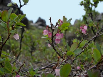 Bog Bilberry; Odon; Vaccinium uliginosum