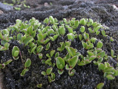 Dwarf willow, Dvärgvide, Salix Herbacea