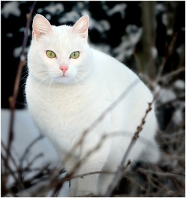 The snow cat