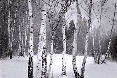 The birch trees in snow