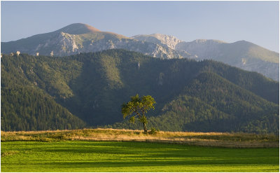 Tatra Mountains and a single Zakopane tree