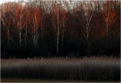 Reed and red birch trees