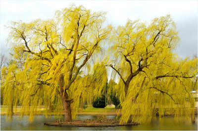 Two Weeping Willows