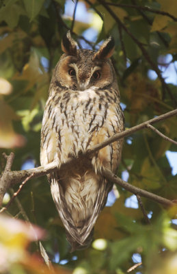 Long-eared Owl - Ransuil