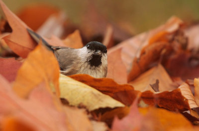 Marsh tit - Glanskop