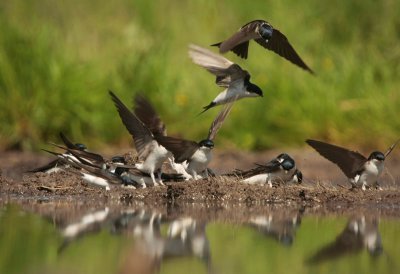 House Martin - Huiszwaluw