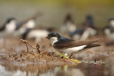 House Martin - Huiszwaluw