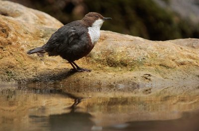 Dipper - Waterspreeuw