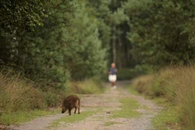 Wild zwijn met jogger