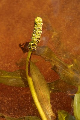 Bog Pondweed - Duizendknoopfonteinkruid