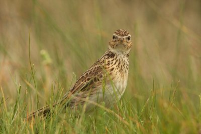 Sky Lark - Veldleeuwerik
