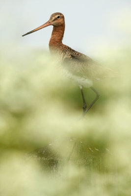 Black-tailed Godwit - Grutto