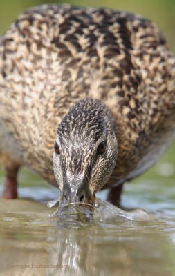 Mallard - Wilde eend