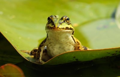Green Frog - Groene Kikker