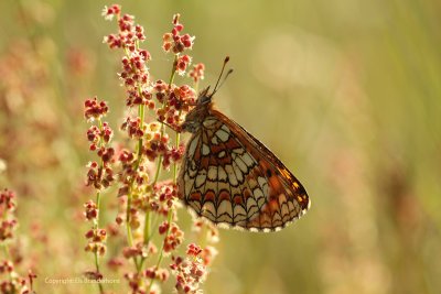 Bosparelmoervlinder - Heath Fritillary