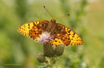 Dark green fritillary - Grote Parelmoervlinder