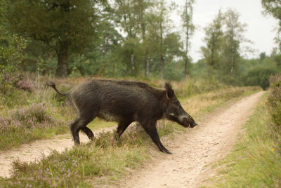 Wild Boar - Wild Zwijn